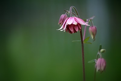 HaBseligkeiten: Auf der Blumenwiese hinterm Haus
