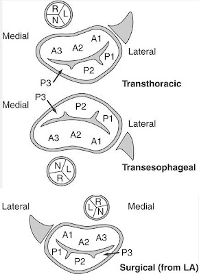 cardiology: May 2010