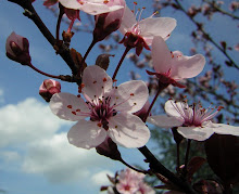 Un timido approccio di primavera....