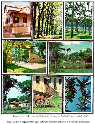 Horto Florestal de Rio Claro / Floresta Estadual Navarro de Andrade / Forestry Station at Rio Claro / Navarro de Andrade State Forest / Rio Claro, Sao Paulo, Brazil