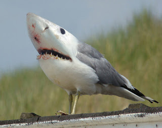 Shark-Bird.jpg