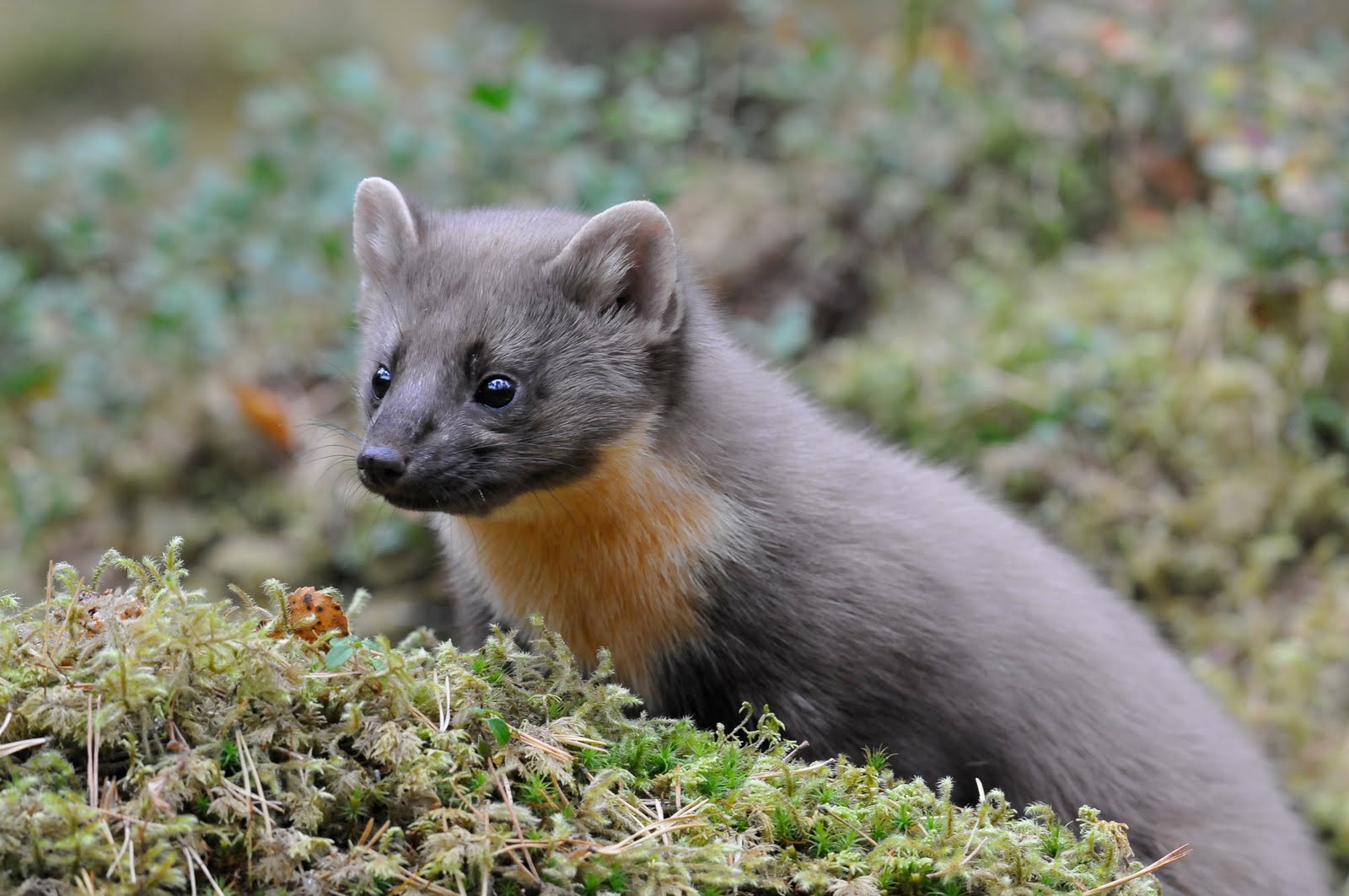 Øyvind Bjerkeseth Naturfoto Martes martes