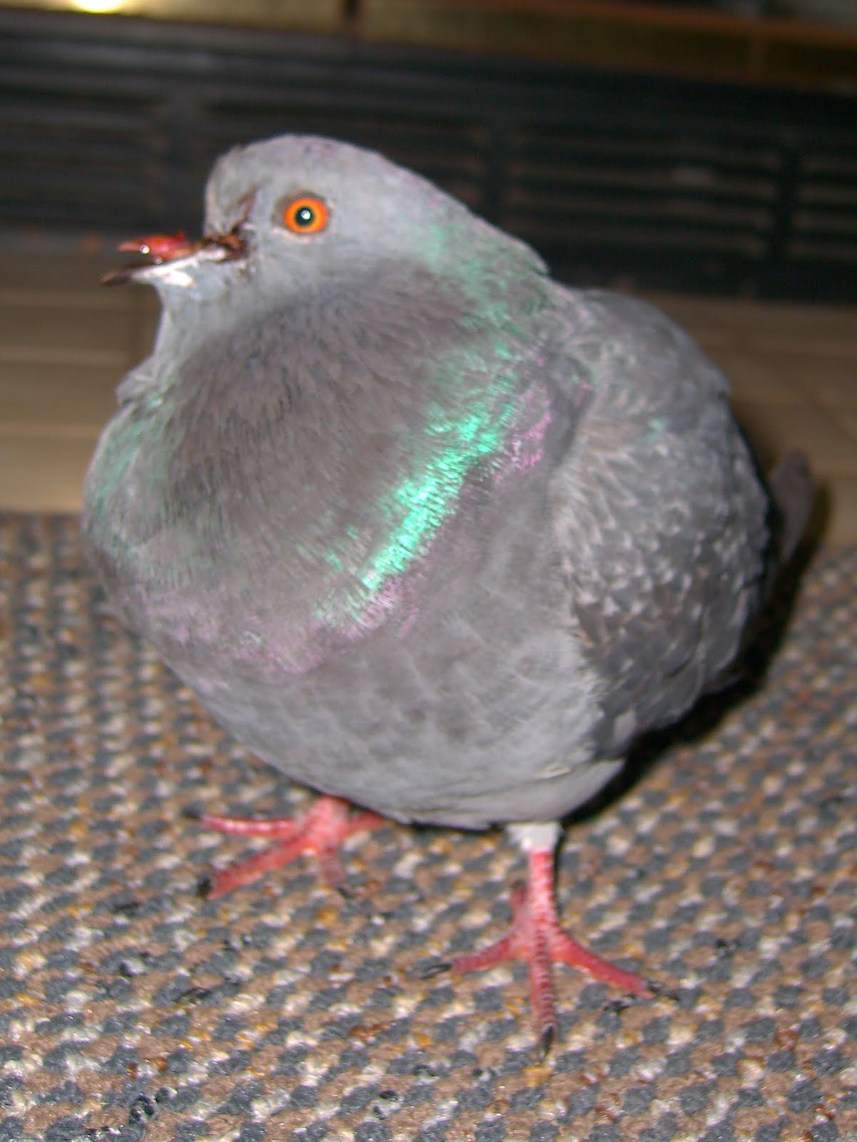 [pigeon2.JPG]