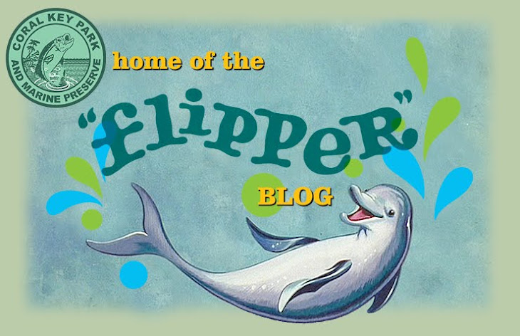 the flipper blog