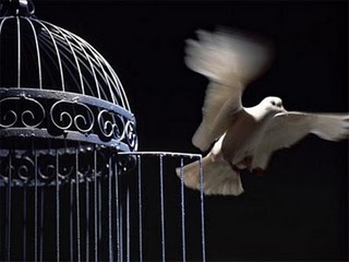 flying+bird+out+of+its+cage+the+best+for+the+post.jpg