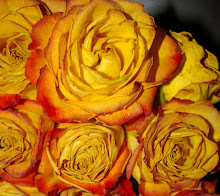 Jody's roses
