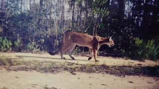 cougar sightings eastern roadkill