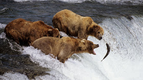 osos-pescando-salmon