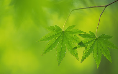 gotas-de-agua-sobre-hojas-verdes