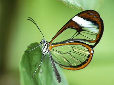 mariposa-posada-en-una-hoja