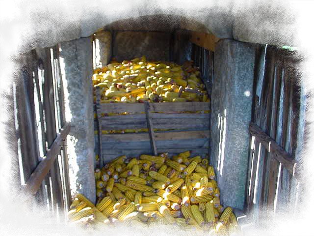 [Photo+Editor_Canastro2006.jpg]