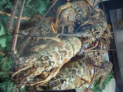 Florida Lobster