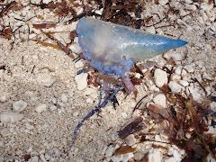 Portuguese Man-O-War