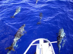 Dolphin From Friend's Boat in Keys