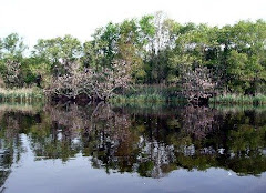 Wisteria Along the Alligator River