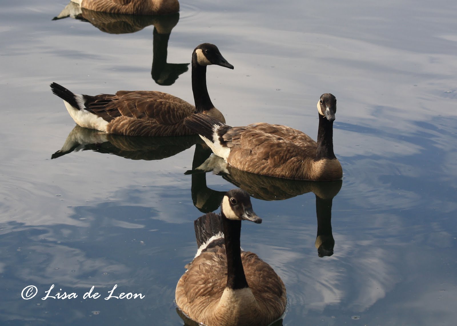 Birding with Lisa de Leon: Lesser Canada Goose