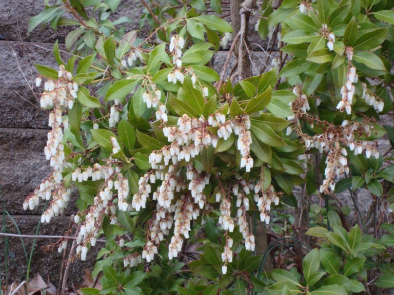 Future Plants By Randy Stewart Pieris
