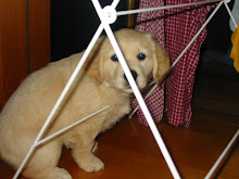 Kiah hiding in the washing