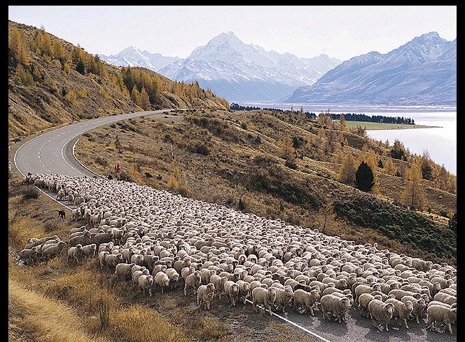 sheep+on+the+road.jpg