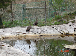 Some welcome guests