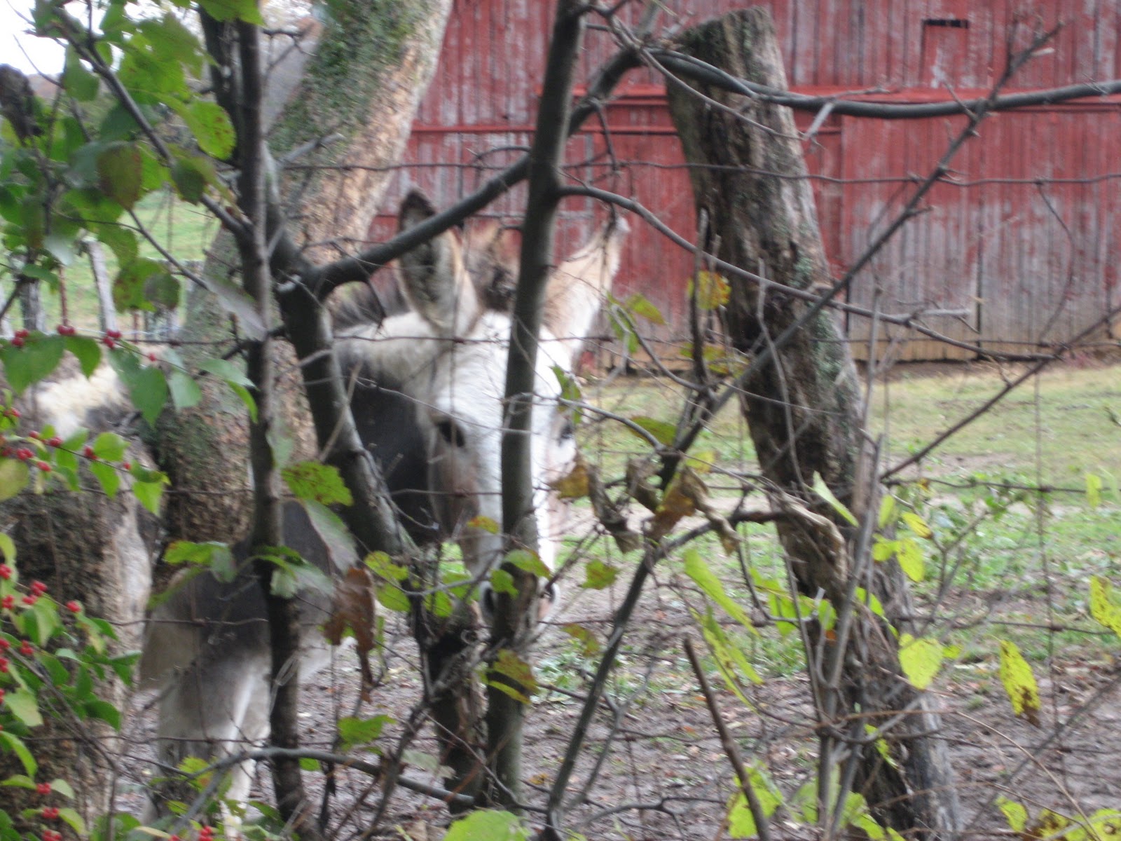 Kick's Travels Bluff City, TN