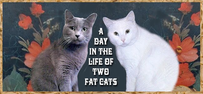 The Day in the Life of Two Fat Cats