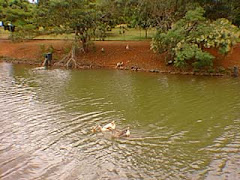 Lago do Parque Sabia Uberlândia