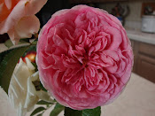 Abraham Darby Rose ~ Delicious!