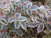 Frosted Miniature Rose