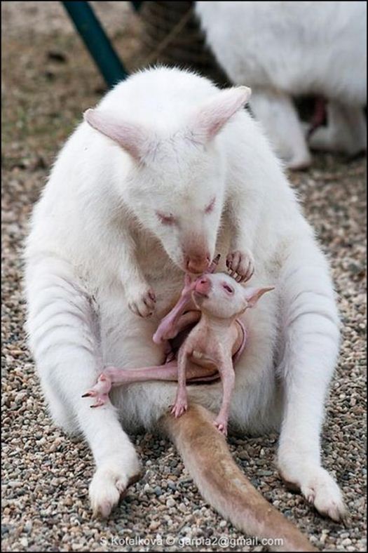 Honduran bats kelelawar uldissprogis pecinta caribbean shelters ectophylla kapas boneka sfw manipulating form roosting kegelapan mungil Animal Planet: RARE WHITE KANGAROO
