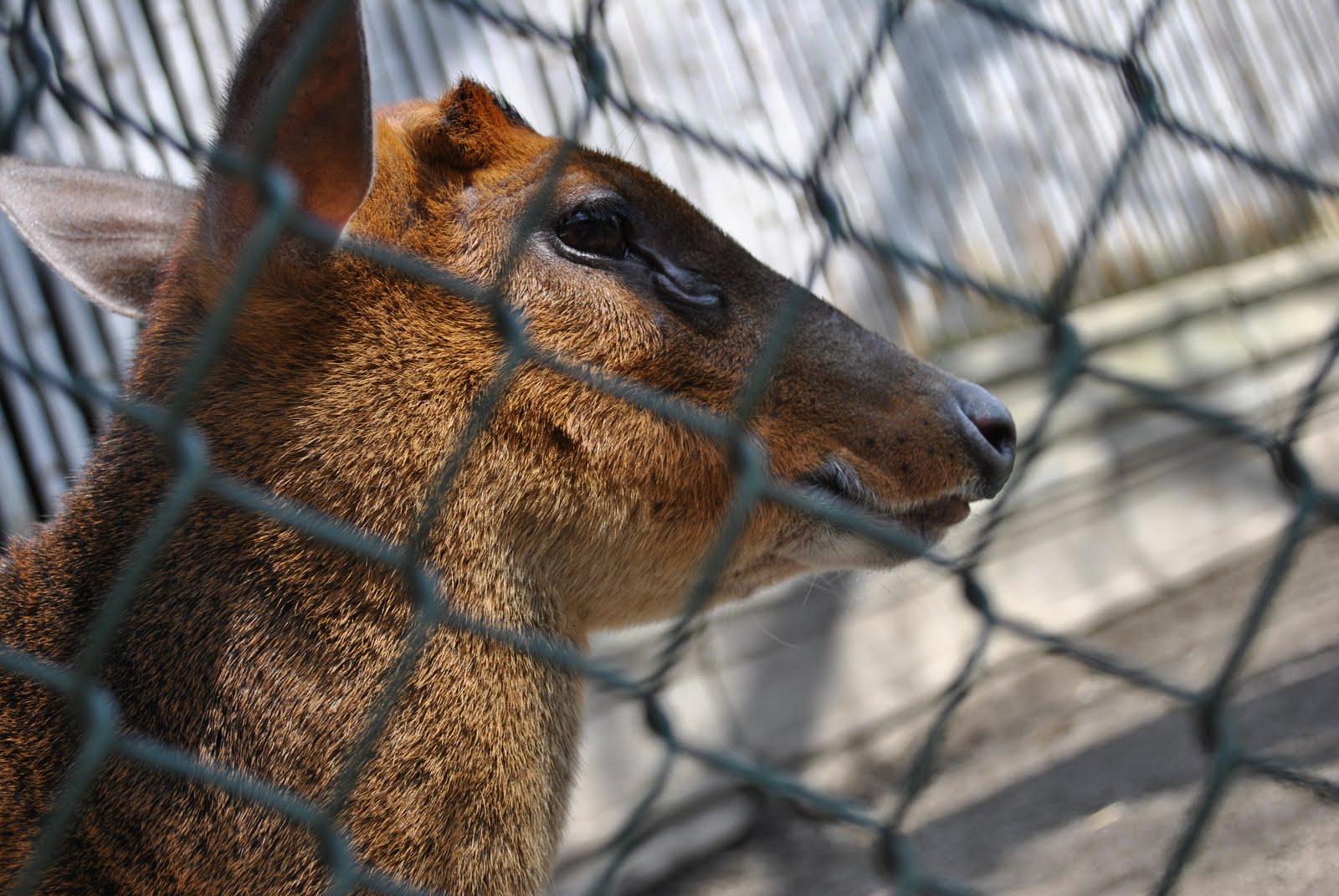 SpringSemester2010 Blog Animals at the Erie Zoo Reflections/White
