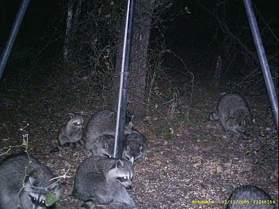 How To Kill Raccoons At Deer Feeder All information