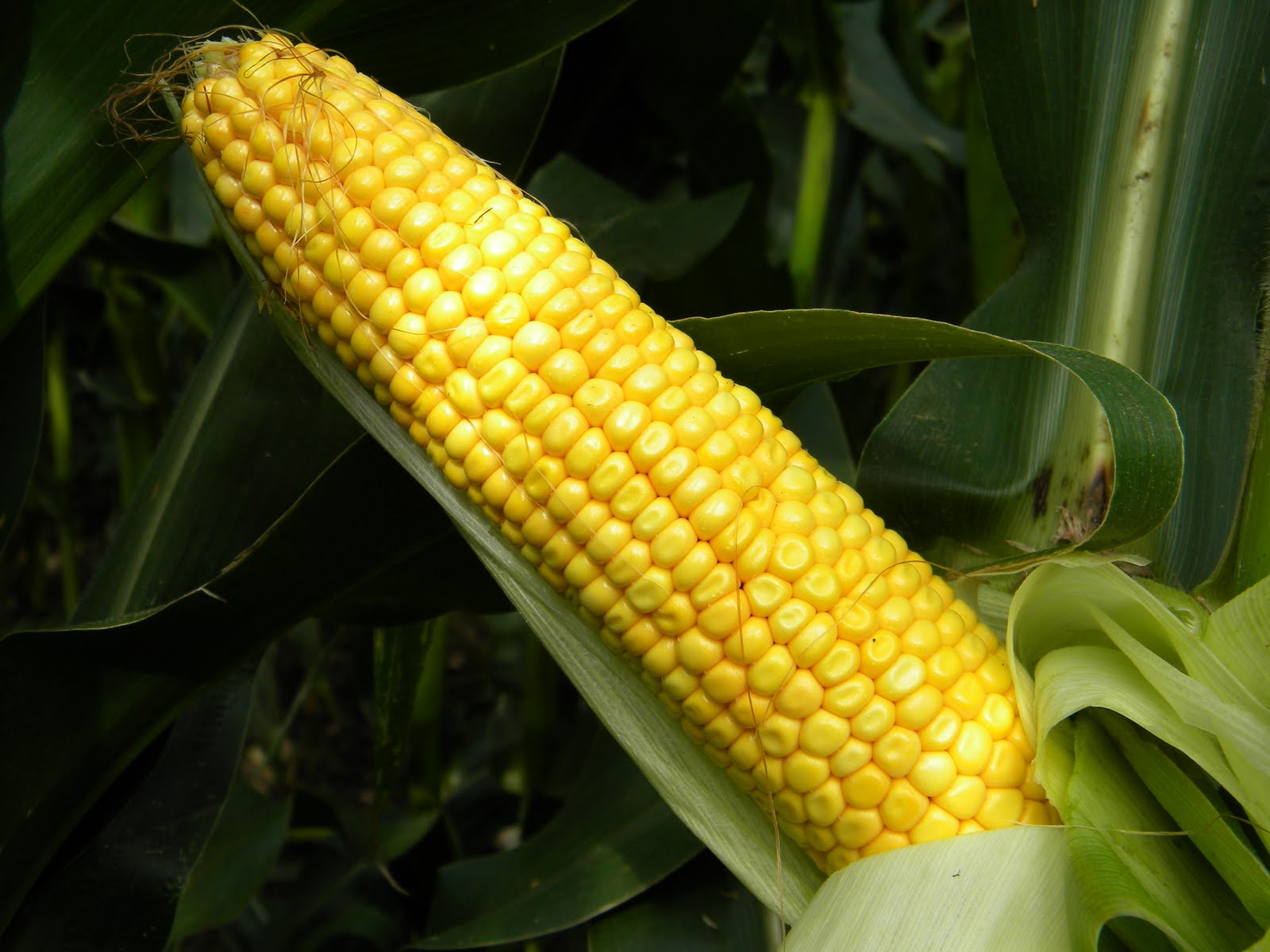 Better Crops by Barker Corn Maturity Moving Along