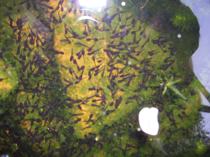 Backyard Pond Thousands of Tadpoles