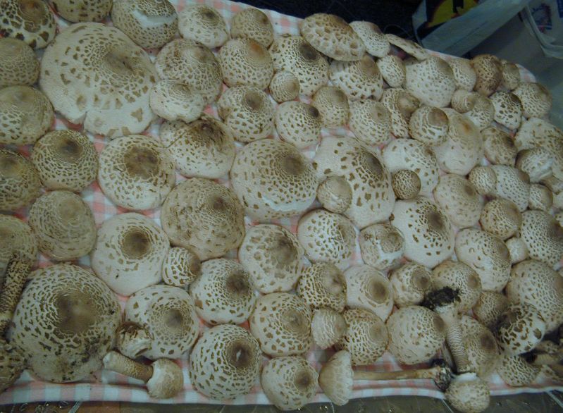 Cogomelos e Flora de Valdeorras: “Choupín, choupiñeiro, dime ónde está ...