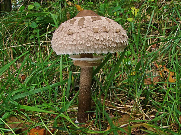 Cogomelos e Flora de Valdeorras: “Choupín, choupiñeiro, dime ónde está ...