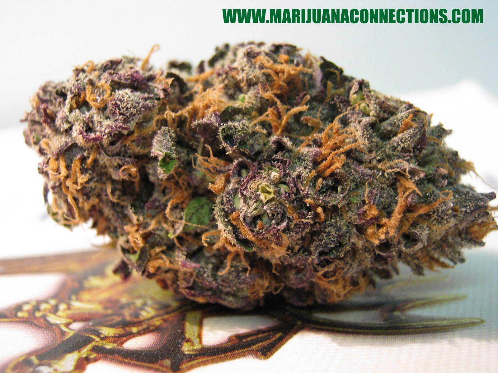 Grape Stomper Medical Marijuana Strain Review + Info