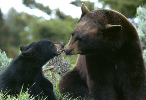 [black-bear-mom-cub.jpg]