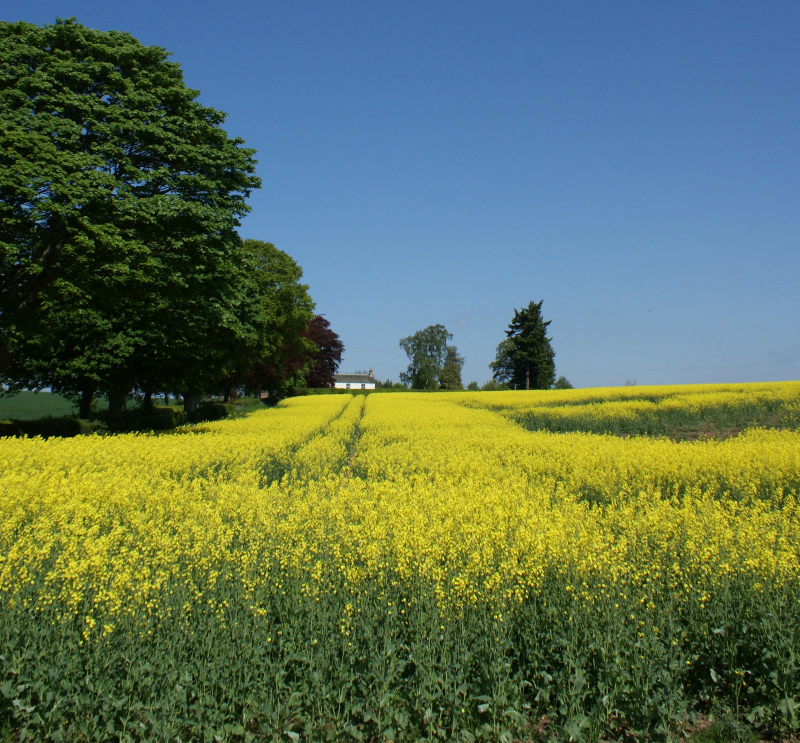 Tour Scotland May 22nd Photograph Blue Sky and Yellow Field Scotland
