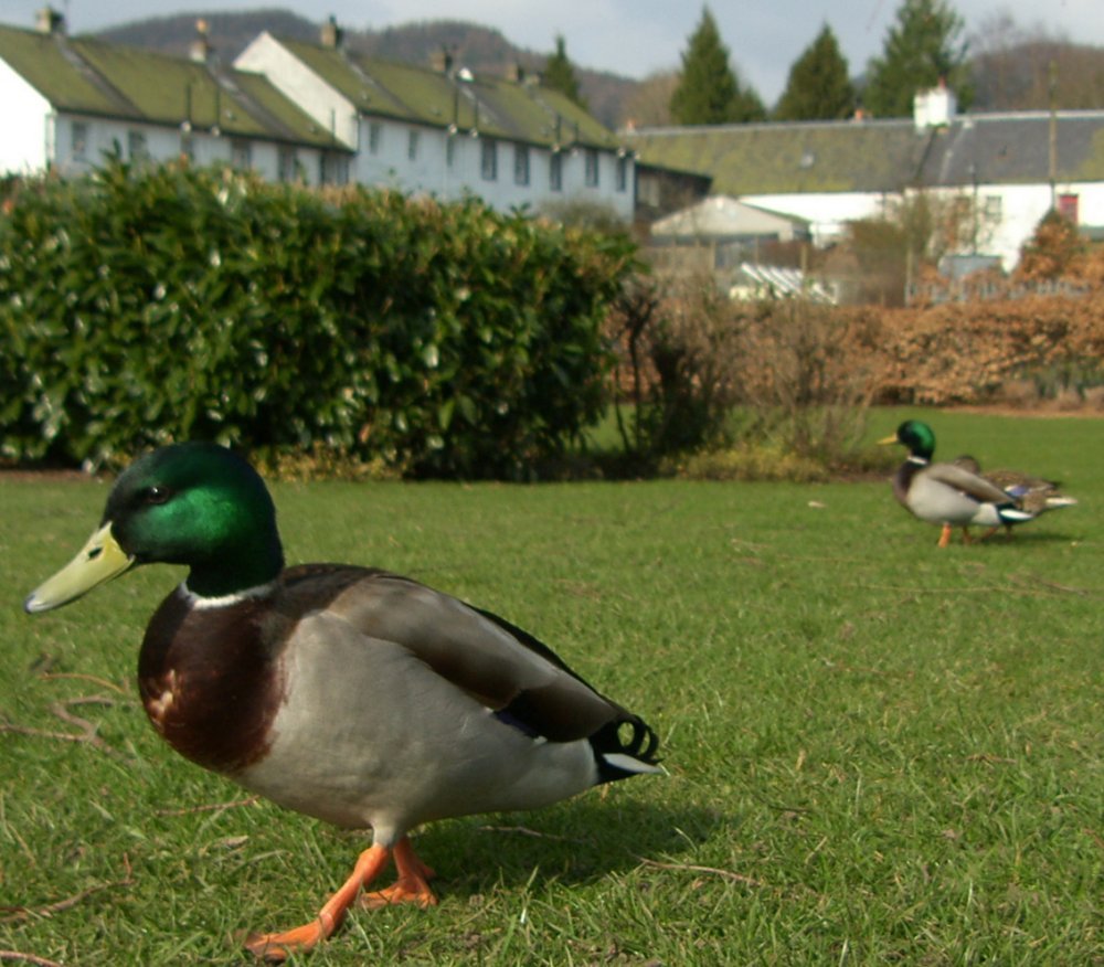 [Ducks+Dunkeld+Perthshire+Scotland.jpg]