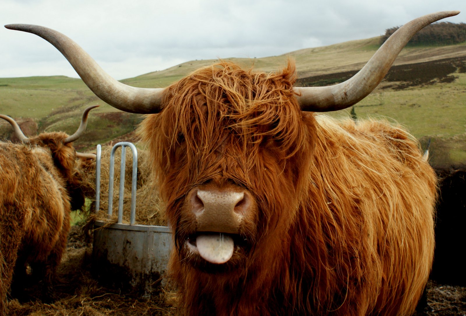 highland cow tour