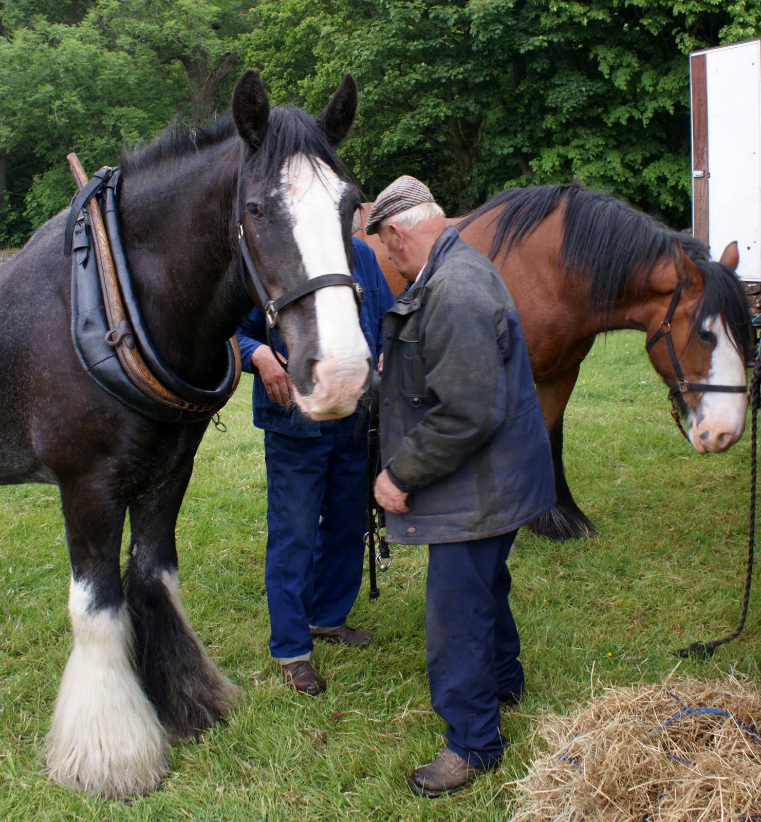 Tour Scotland June 13th Photograph Clydesdale Horses Scotland Tour Scotland June 13th Photograph Clydesdale Horses Scotland