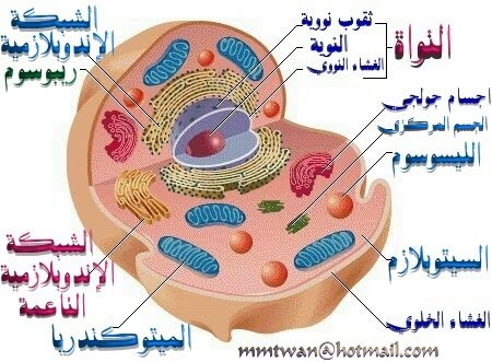 مدونة العلوم: الصف السادس - الفصل الأول - الخلية النباتية والخلية الحيوانية.