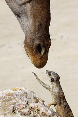 wild animal photo of a meerkat gently touching a giraffes face. This photo has been publish on English newspapers and online magazines | wildlife picture