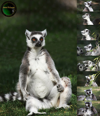 Lemur - Primate from Madagascar - Photo, Picture, Image