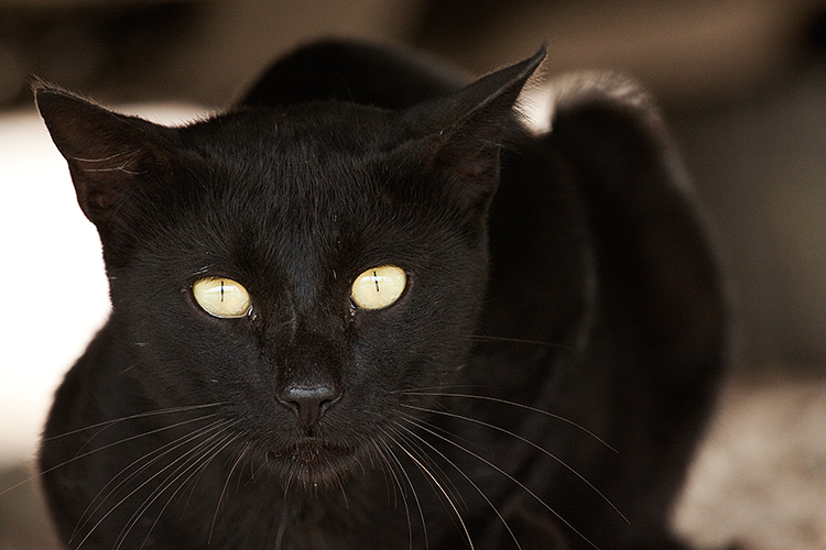 Animal Pictures Wildlife Photo by Alfonso Paz Wildlife Photo