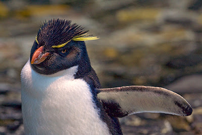 Western Rockhopper Penguin - wildlife photo | Animal Picture -3554