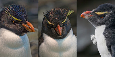 Western Rockhopper Penguin - wildlife photo | Animal Picture -panel2
