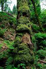 Árbol con musgo.