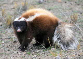 ROMPECABEZAS DEL BOSQUE: Zorrino